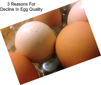 3 Reasons For Decline In Egg Quality