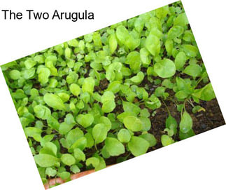 The Two Arugula