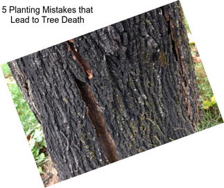 5 Planting Mistakes that Lead to Tree Death