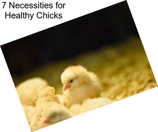 7 Necessities for Healthy Chicks