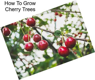 How To Grow Cherry Trees