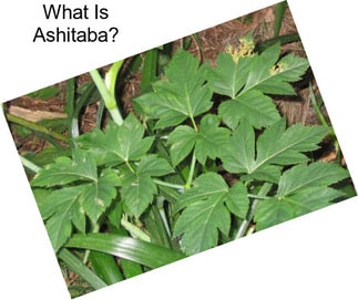 What Is Ashitaba?