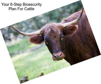 Your 6-Step Biosecurity Plan For Cattle