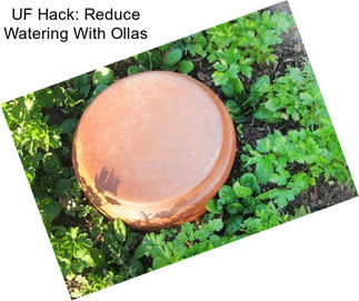 UF Hack: Reduce Watering With Ollas