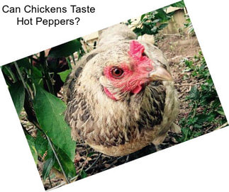 Can Chickens Taste Hot Peppers?