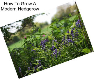 How To Grow A Modern Hedgerow