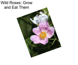 Wild Roses: Grow and Eat Them