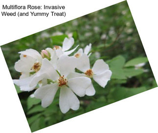Multiflora Rose: Invasive Weed (and Yummy Treat)