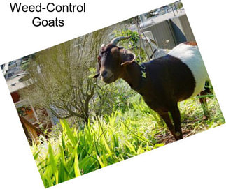 Weed-Control Goats