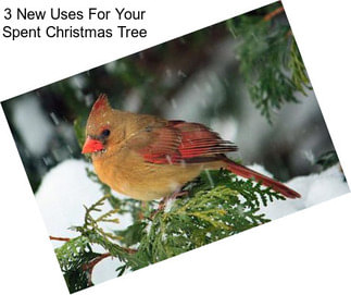 3 New Uses For Your Spent Christmas Tree