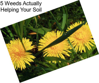 5 Weeds Actually Helping Your Soil