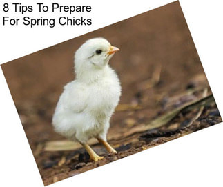 8 Tips To Prepare For Spring Chicks