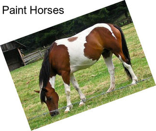 Paint Horses