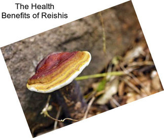 The Health Benefits of Reishis