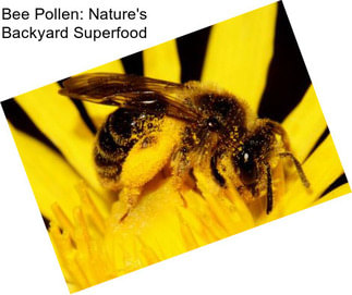 Bee Pollen: Nature\'s Backyard Superfood