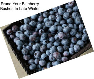 Prune Your Blueberry Bushes In Late Winter