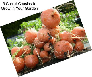 5 Carrot Cousins to Grow in Your Garden