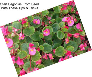 Start Begonias From Seed With These Tips & Tricks
