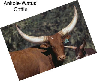 Ankole-Watusi Cattle