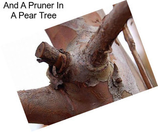 And A Pruner In A Pear Tree