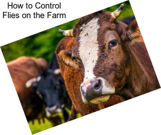 How to Control Flies on the Farm