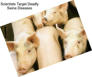 Scientists Target Deadly Swine Diseases