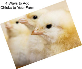 4 Ways to Add Chicks to Your Farm