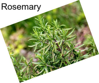 Rosemary