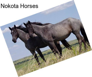 Nokota Horses