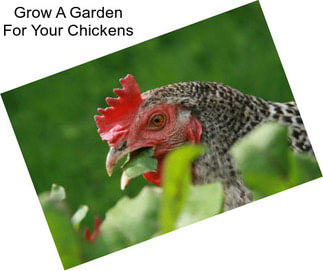 Grow A Garden For Your Chickens