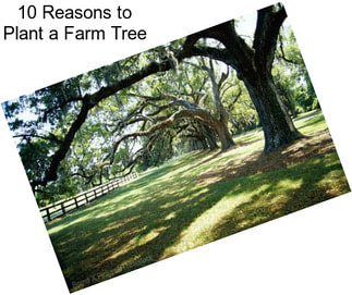 10 Reasons to Plant a Farm Tree