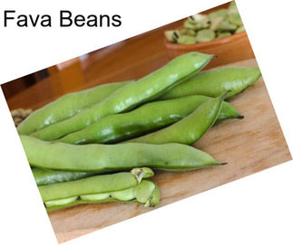 Fava Beans