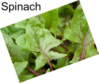 Spinach