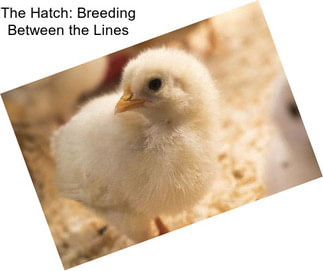 The Hatch: Breeding Between the Lines