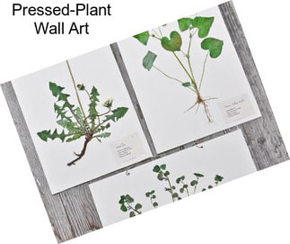 Pressed-Plant Wall Art