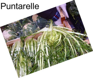 Puntarelle