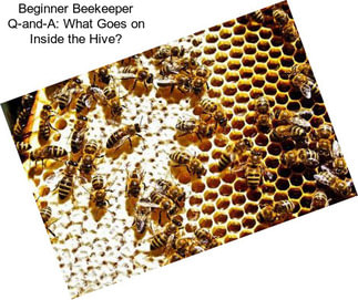 Beginner Beekeeper Q-and-A: What Goes on Inside the Hive?