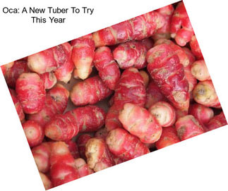 Oca: A New Tuber To Try This Year