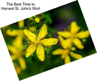 The Best Time to Harvest St. John\'s Wort
