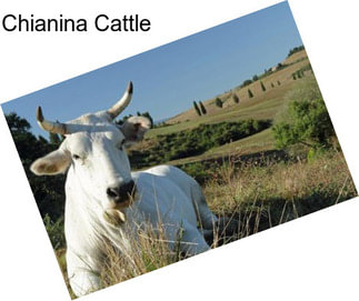 Chianina Cattle