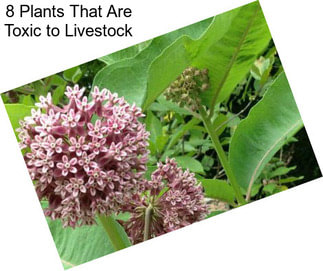 8 Plants That Are Toxic to Livestock