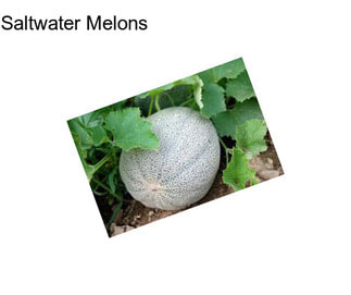 Saltwater Melons