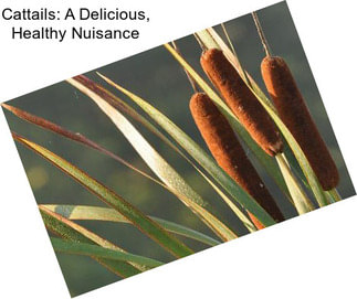 Cattails: A Delicious, Healthy Nuisance