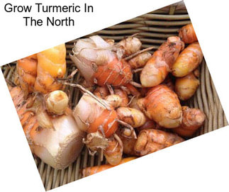 Grow Turmeric In The North