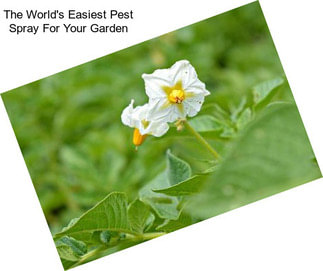 The World\'s Easiest Pest Spray For Your Garden