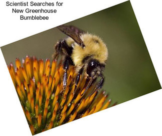 Scientist Searches for New Greenhouse Bumblebee