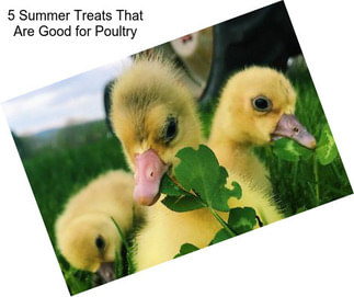 5 Summer Treats That Are Good for Poultry