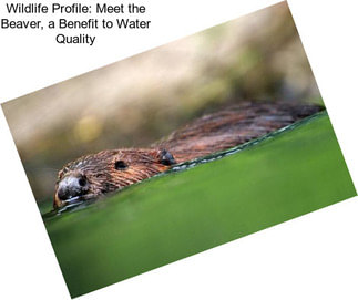 Wildlife Profile: Meet the Beaver, a Benefit to Water Quality