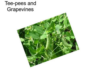 Tee-pees and Grapevines