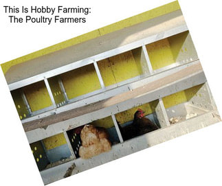 This Is Hobby Farming: The Poultry Farmers